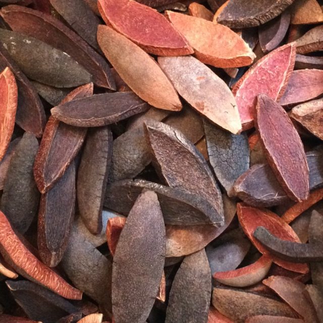 Collected Mahogany Seed Pods