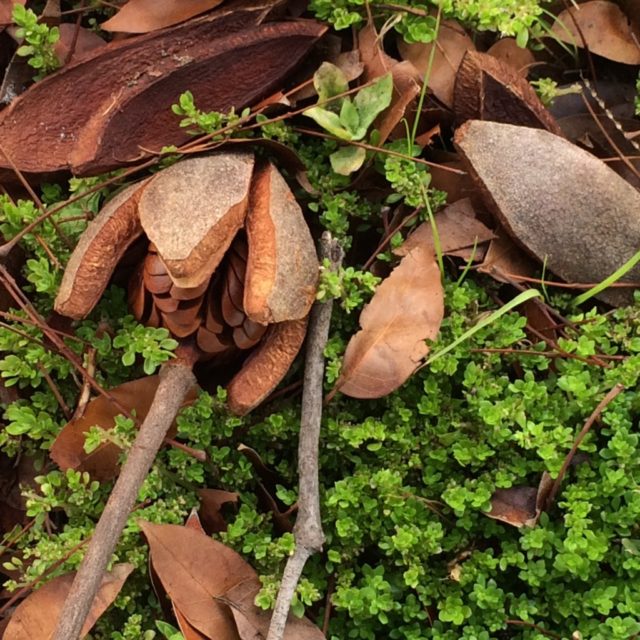 Mahogany Seed Pods