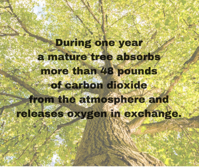 One Tree Absorbs CO2